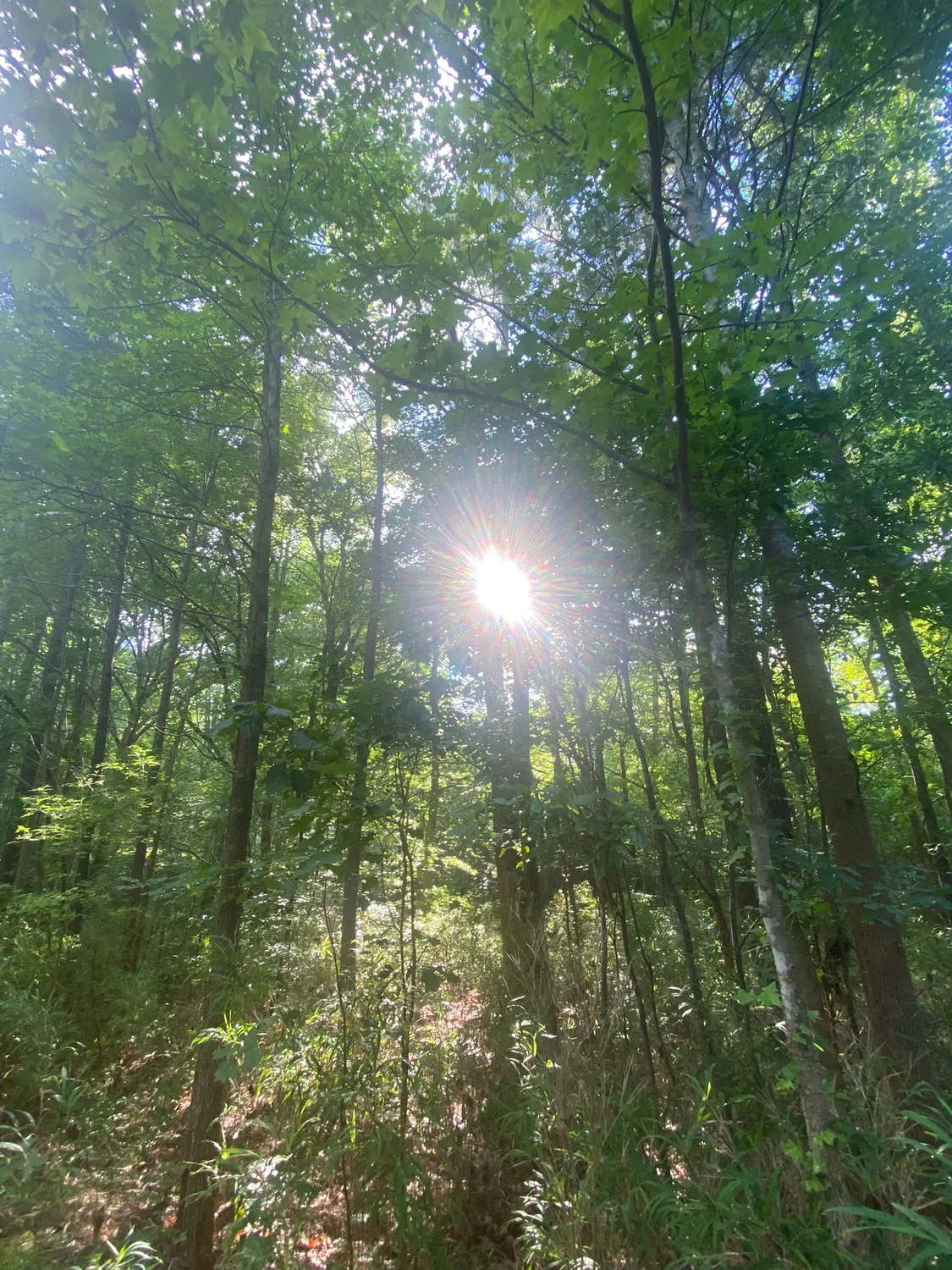 Sunlight shining through a green forest