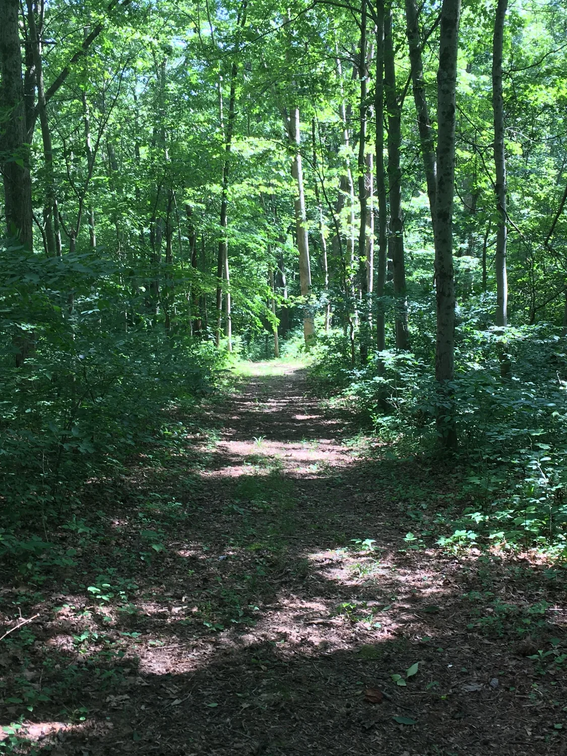 A quiet wooded path illuminated by patches of sunlight